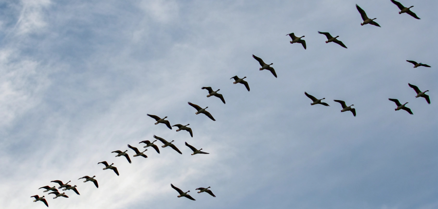 Why Belonging Can't Be Managed - It Has to Be Member-Driven